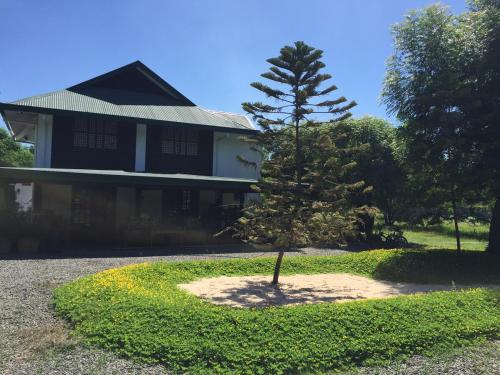 a small pine tree in front of a house at Estancia Primavera in Angeles City in Mining