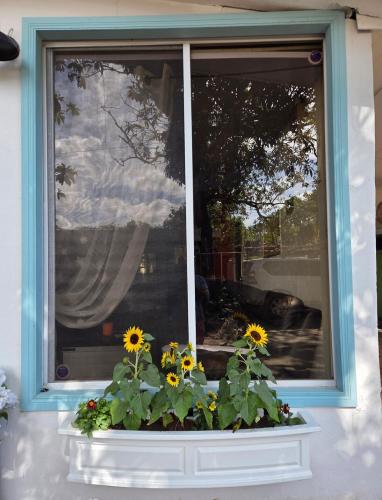 a window with a bunch of sunflowers in a window box at Nica Mango Tree Casa in Managua