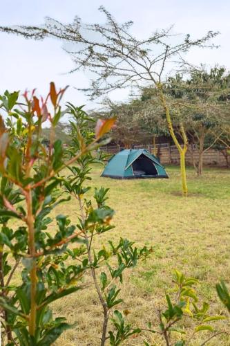 a blue tent in the middle of a field at Shegadia Camp in Lotus Island