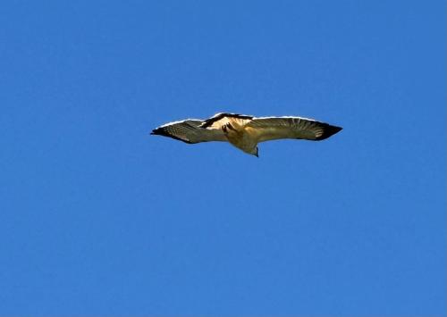 a bird flying in the blue sky at Vida Buena in Drake