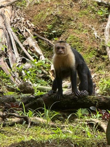 a monkey sitting on top of a tree branch at Vida Buena in Drake