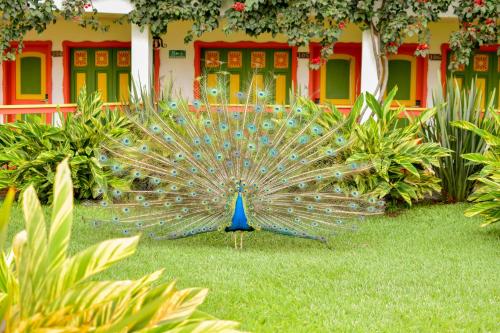 a peacock standing in the grass in front of a building at Hotel Campestre Cafe Cafe in Montenegro
