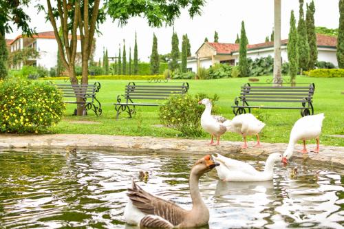 a group of geese swimming in a pond with benches at Hotel Campestre Cafe Cafe in Montenegro