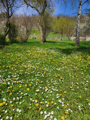 a field of flowers in a park with trees at Bodónia Vendégház in Bodony
