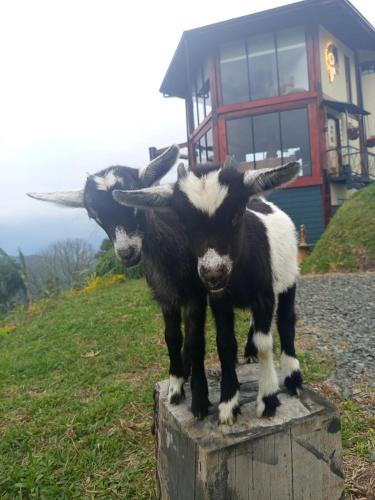Binatang di chalet atau berdekatan