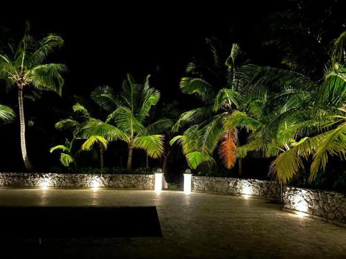 a group of palm trees at night with lights at The Potlatch Club Boutique Hotel in Governorʼs Harbour