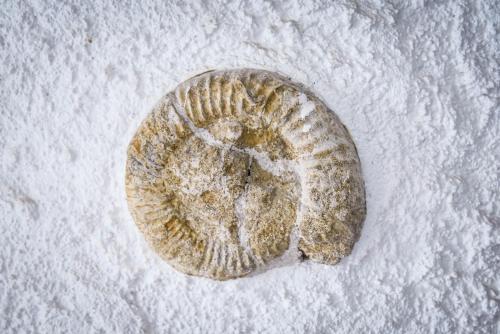 Gambar di galeri bagi A l'ombre du Chêne di Remilly-en-Montagne
