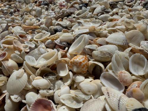 a pile of shells on the ground at Blind Pass C106 - Upgraded Ground Floor Residence at Blind Pass in Sanibel
