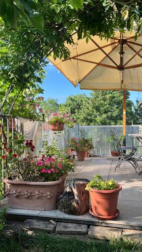 a group of potted plants in pots under an umbrella at La Casa di Paolo in Battifollo