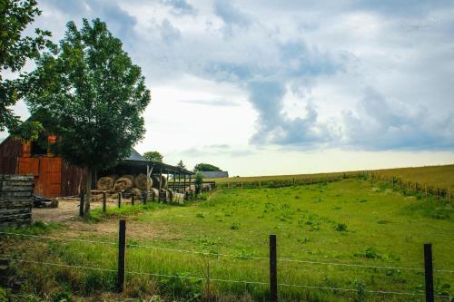 a group of animals in a field with a fence at Dom Wakacyjny na wyłączność - Ranczo Nowosiółki - Kresowe Klimaty in Nowosiółki