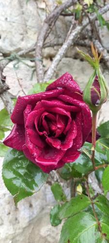 Photo de la galerie de l'établissement TROGLODYTE Łes Oies Sauvãges, à Saint-Paterne-Racan