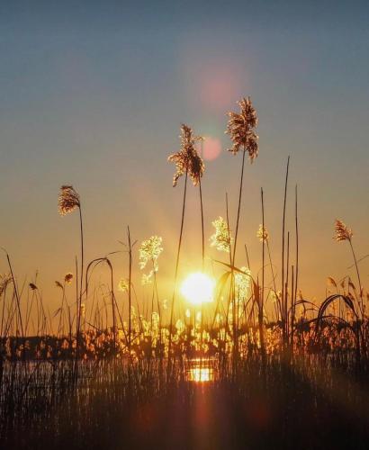 a field of tall grass with the sunset in the background at Apartament typu Studio nad Jeziorem Drwęckim in Ostróda