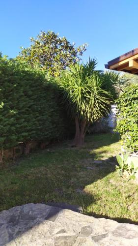 a small tree in the middle of a yard at Villa con giardino sul lungomare in Campofelice di Roccella