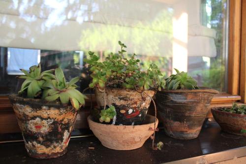 a group of potted plants sitting on a window sill at Villa Solis in Sarajevo
