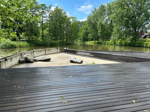 two turtles laying on a boardwalk near a body of water at B & B Huize Hertog met Whirlpool in Apeldoorn