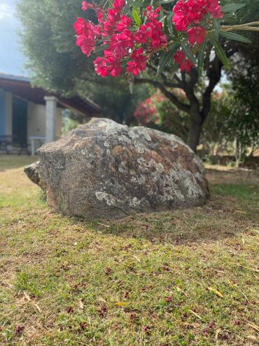 a rock sitting in the grass next to a tree at Affitta Camere L'Oleandro in Torpè