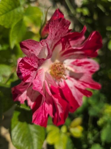 a red and white flower in front of some leaves at Au pied du Lavoir Chambre Odile in Grézillé