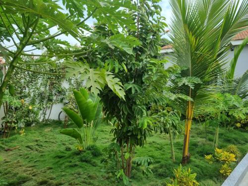 a bunch of banana trees in a garden at Villa Massai avec piscine au cœur de Saly in Sali Nianiaral