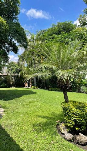 a palm tree in a park with green grass at Casa Colibri, residencia de descanso in Xochitepec