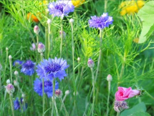 Photo de la galerie de l'établissement Holiday cottage with 3 bedrooms, à Négreville