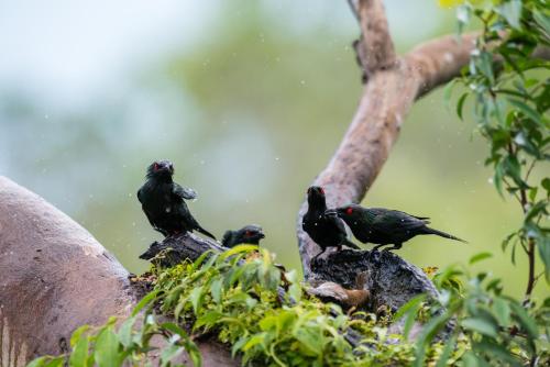 Altri animali domestici presso il resort o nei dintorni