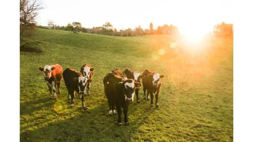 a group of cows standing in a field at Forest Farm Tiny House by Tiny Away in Tauranga