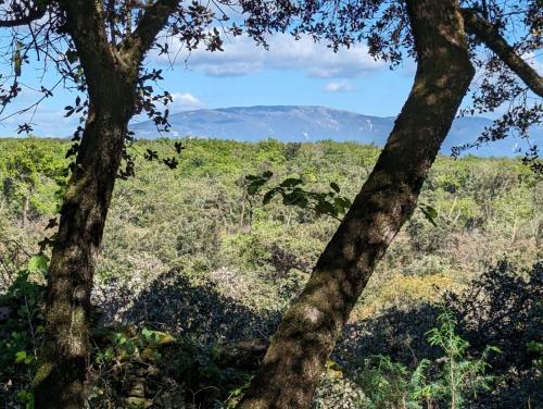two trees in a field with mountains in the background at Glamping Grignan 5 personnes vue exceptionnelle in Réauville