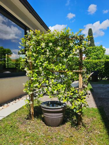 a plant in a pot in front of a house at Apartments Aerodrom in Podgorica