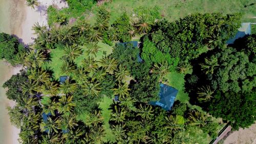 an aerial view of a forest of palm trees at Belongas Bay Lodge LOMBOK in Blongas