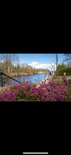 a view of a river with purple flowers in the foreground at Albert Lock Bungalow in Carrick on Shannon