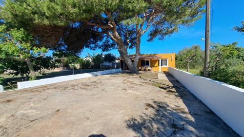 a tree on the roof of a house at Cas Conco in Ciutadella