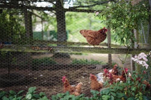 a group of chickens standing on a fence at Braeside Mount Macedon Country Retreat Bed and Breakfast in Mount Macedon