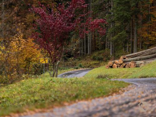 a road with a tree on the side of it at Enri Theater und Pension Bruderhaus in Altensteig