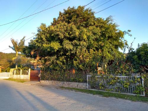 a large tree behind a fence on a street at Morada do rosa ouvidor in Garopaba