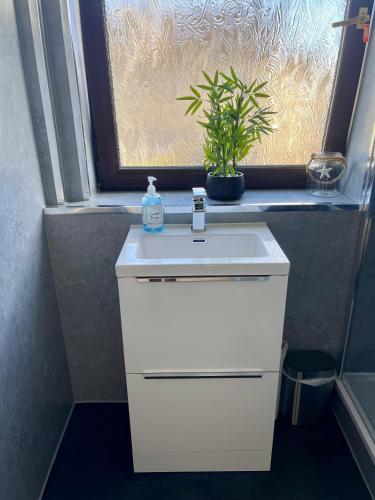 a bathroom with a white sink and a potted plant at Sealladh Na Mara, Pittenweem in Pittenweem