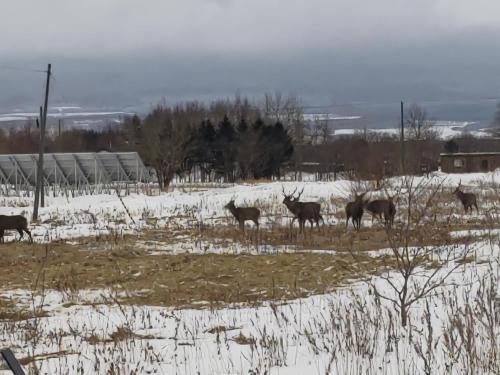 a group of deer standing in a field in the snow at Hermit 知床 in Shari