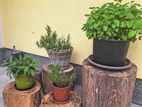 a group of potted plants sitting on wooden logs at Apartment Fichte by Interhome in Oberwang