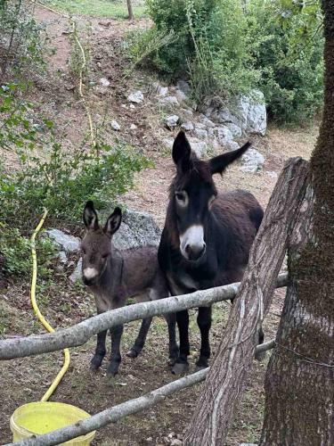 a couple of animals standing next to a fence at Ranch below Ostrog 