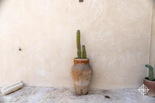 a cactus in a vase sitting next to a wall at Casa Aia - Rifugio Naturalistico in Frigintini