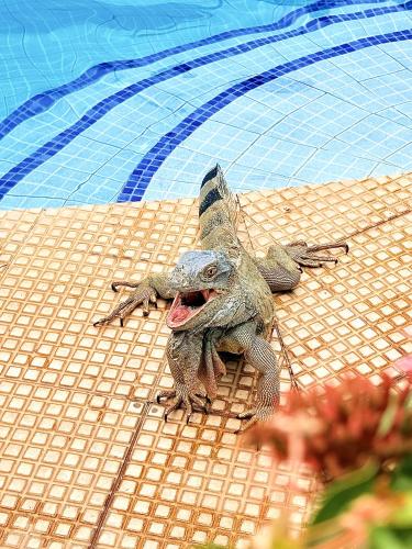 two frogs sitting next to a swimming pool at Hotel Villa Acacia in Playa Hermosa