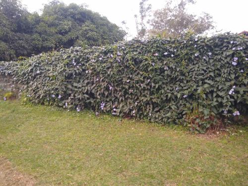Taman di luar Quarto curral mantiqueira