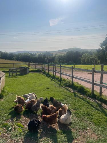 a group of chickens sitting in the grass near a fence at Brambles, 1 bedroom mobile home in South Brent