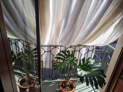 two potted plants sitting on a window sill at Zen Casa House in Gijón