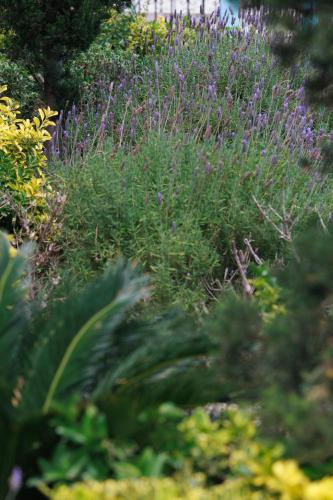 a garden with purple flowers and green plants at Perla Pool Hotel Andros in Ménites