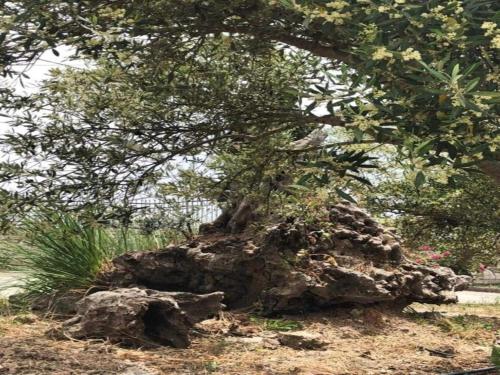 a tree growing out of a large rock at Villa in Axos with Pool near Panormo Beach in Axós