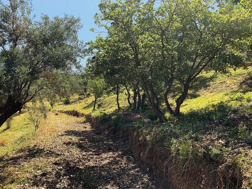a dirt road with trees on the side of a hill at Olive Guest Farm in Akrata