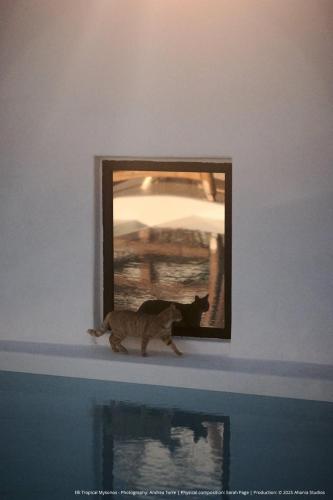 a cat walking on a shelf in front of a mirror at ELLI TROPiCAL LUXURY SUITES SUNSET-INFINITY POOL- SEA SIDE-NEAR CENTER PARKING in Mikonos