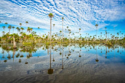 a flooded area with palm trees and a cloudy sky at Enai in Puerto Maldonado