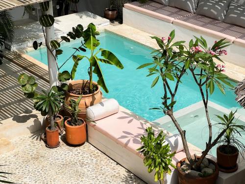 a group of potted plants next to a swimming pool at La Punta Rooms in Brisas de Zicatela