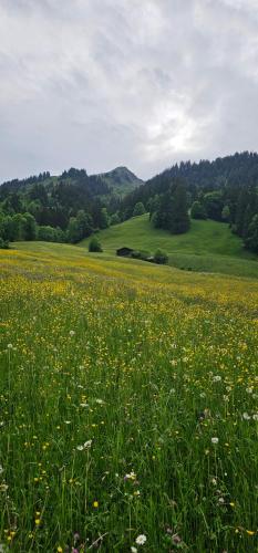 a field full of yellow flowers in a field at The Saxeten alps in Arni Alp